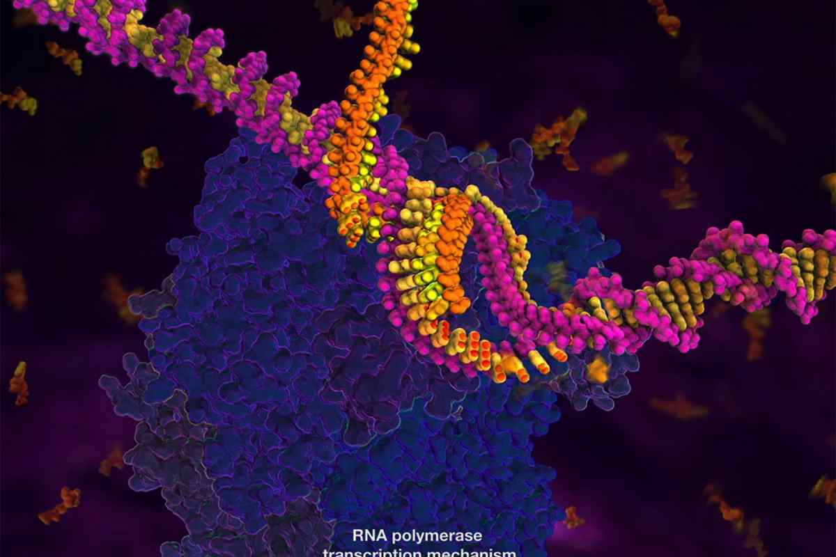 Схожість ДНК і РНК. Порівняльна характеристика ДНК і РНК: таблиця