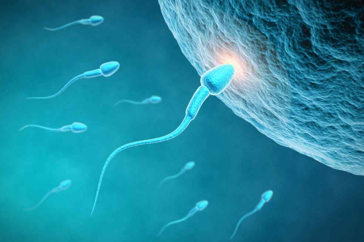Фрагментація ДНК сперматозоїдів
