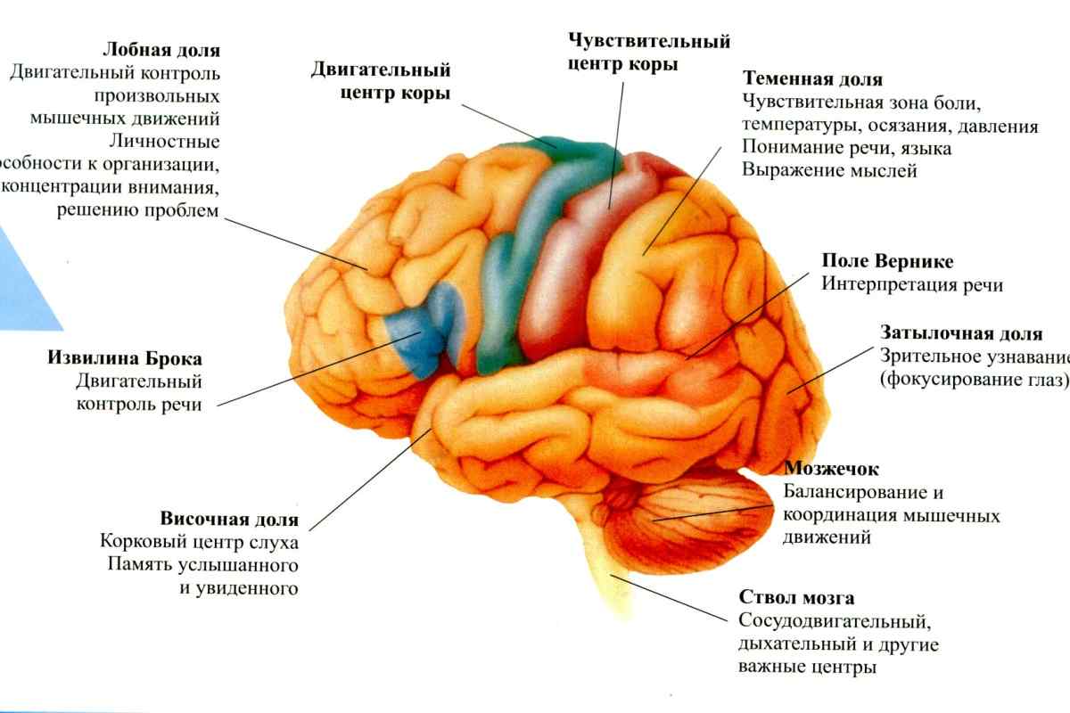 Альфа-ритми головного мозку: опис, особливості та функції