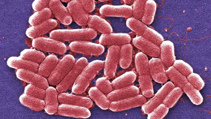 E. coli лактозонегативні: що це і як лікувати?