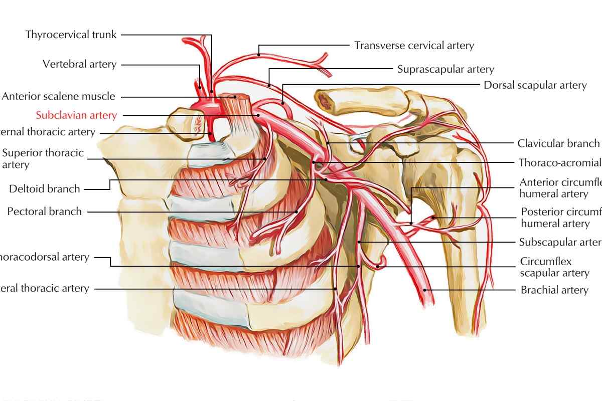 Середній шар артерії складається з поперечно смугастих м 'язів, властивості артерій