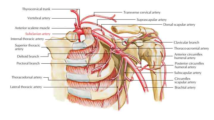 Середній шар артерії складається з поперечно смугастих м 'язів, властивості артерій