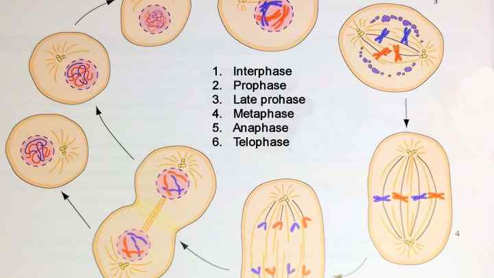 Бактеріологічний метод дослідження: етапи, цілі, характеристика