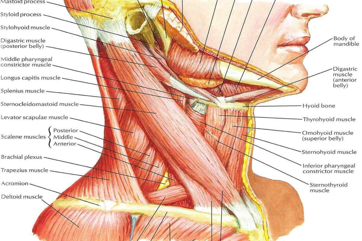 Щелепно-під 'язичний м' яз: анатомія, функції та захворювання