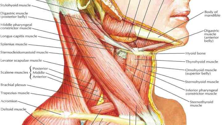 Щелепно-під 'язичний м' яз: анатомія, функції та захворювання