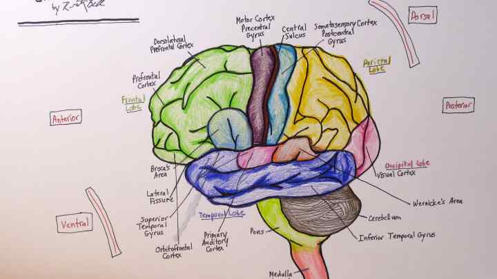 Відділи мозку та їх функції: будова, особливості та опис
