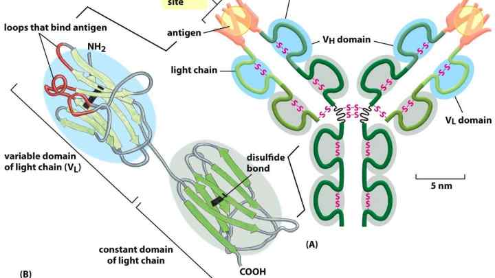 Антитіла до двоспіральної ДНК - особливості, норми та розшифровки
