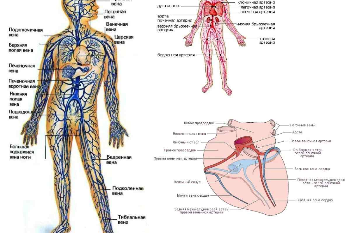 Гілки зовнішньої сонної артерії у людини