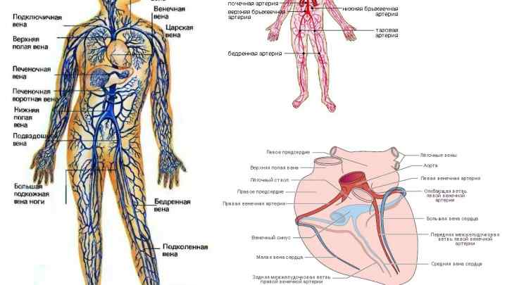 Гілки зовнішньої сонної артерії у людини