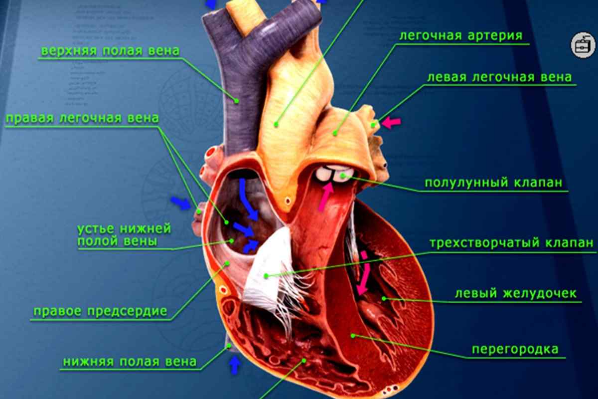 Сердце человека биология 8 класс