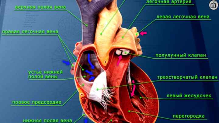 Будова і топографія серця. Межі серця. Анатомія