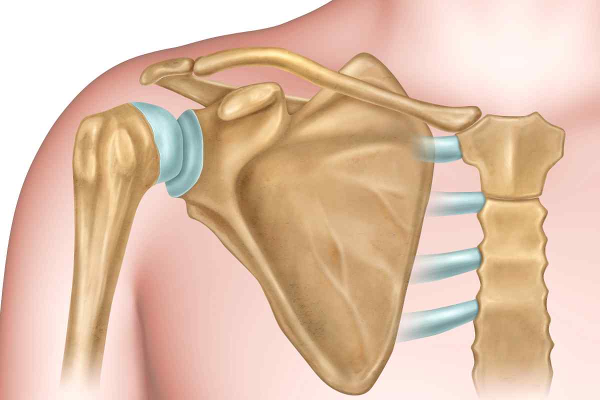 Анатомія: плечова кістка. Будова плечової кістки