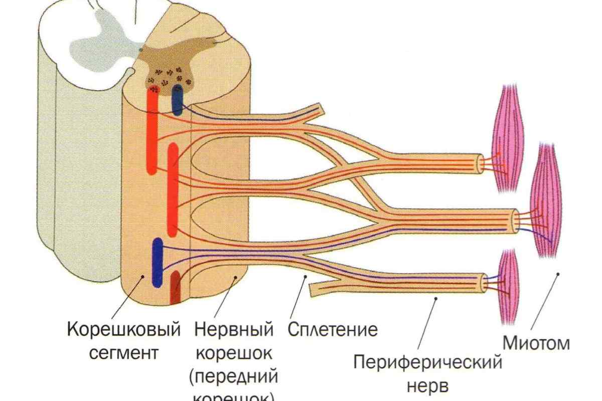 Лицьовий нерв: анатомія, схема, будова, функції та особливості