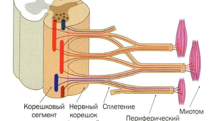 Лицьовий нерв: анатомія, схема, будова, функції та особливості