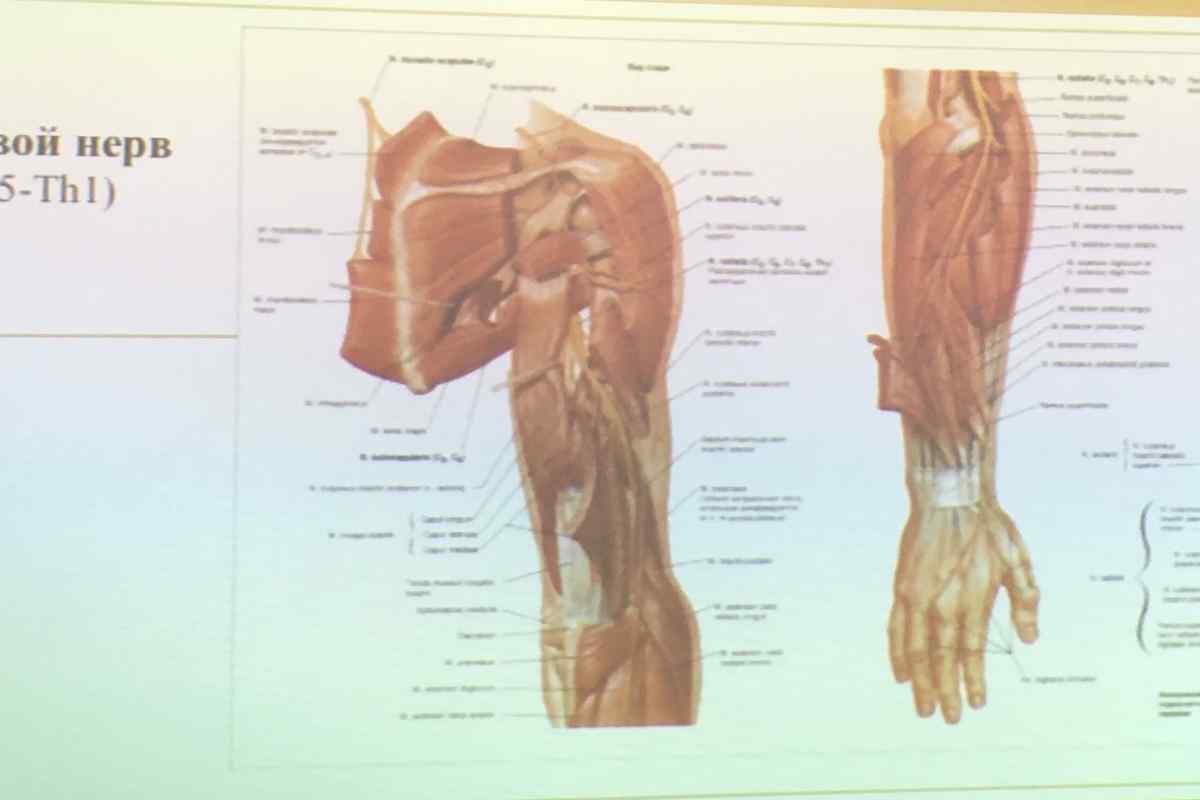 Топографія нижніх кінцівок людини