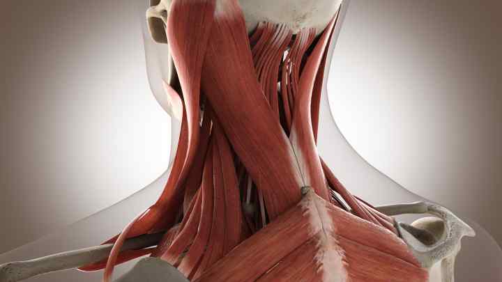 Анатомія: будови шиї людини в загальних рисах