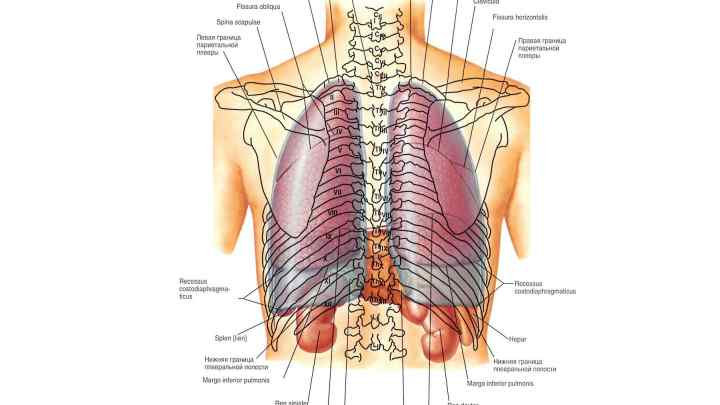 Попереково-грудна фасція: будова, функції та можливі захворювання