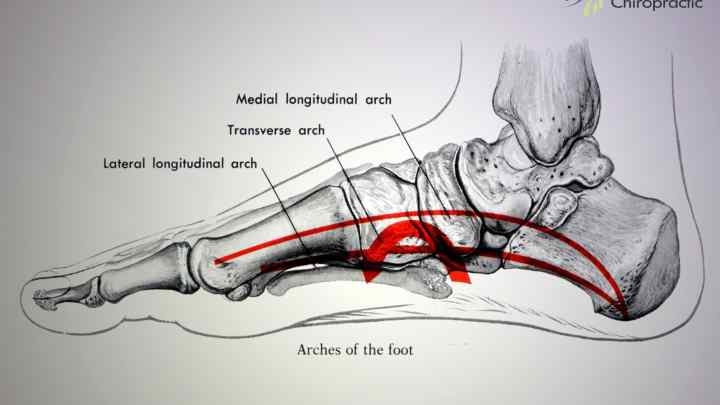 Анатомія стопи: суглоб Шопара