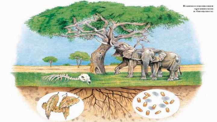 Екосистема: структура екосистеми, визначення, поняття, види та цікаві факти