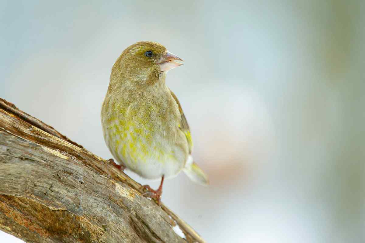 Птах зеленушка: опис, ареал проживання і догляд у домашніх усдовіях