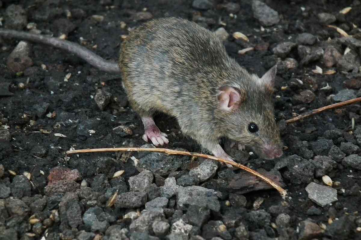 Чим відрізняються миші від щурів? Опис і порівняння щурів і мишей