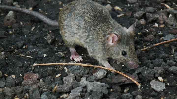 Чим відрізняються миші від щурів? Опис і порівняння щурів і мишей