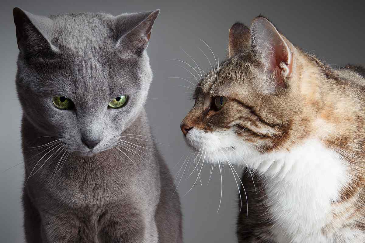 Кого краще завести: кота або кішку - особливості поведінки, характеру та відгуки власників