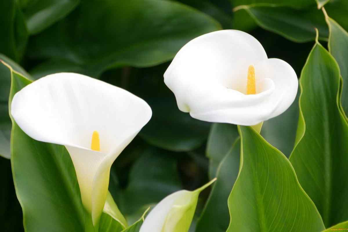 Калли - квіти смерті чи символ непорочності?