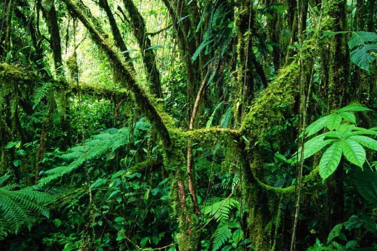 Жорстколисті та вічнозелені ліси і чагарники: корисна інформація