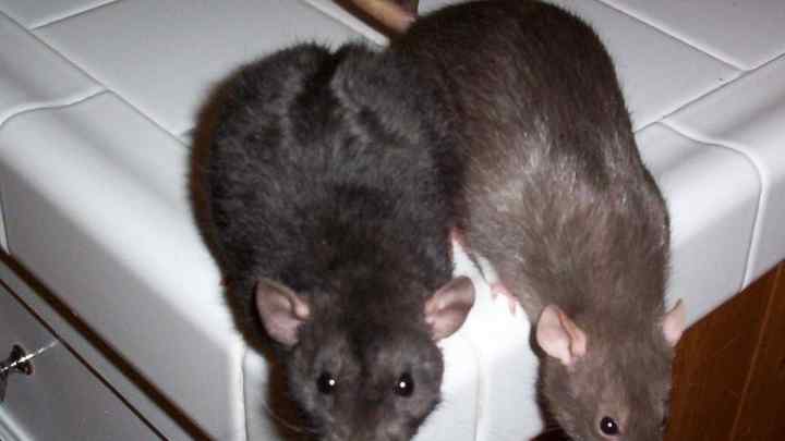 Як позбутися мишей в приватному будинку? Способи боротьби з мишами