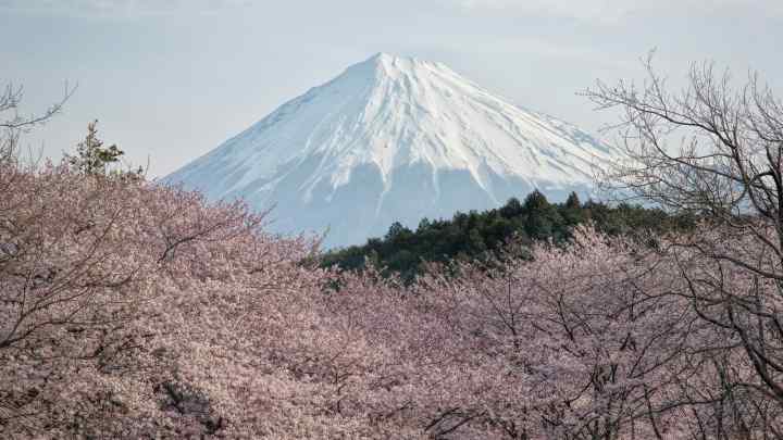Японія, природа Японії: особливості