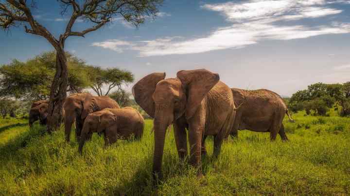 Дика природа Африки: опис, особливості та цікаві факти