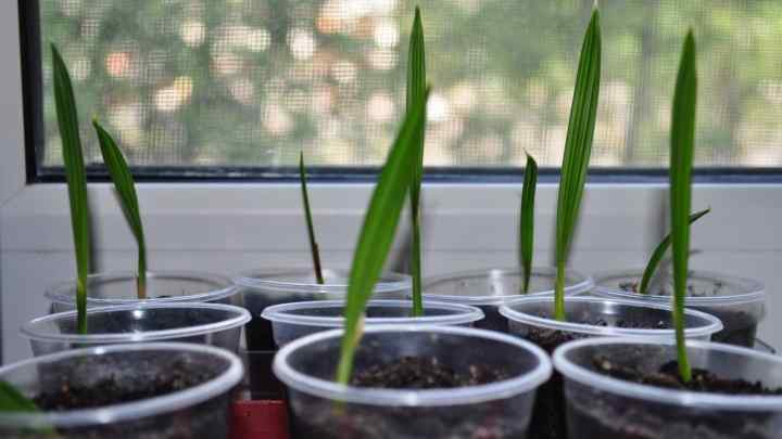 Пальма фінікова: особливості догляду за рослиною в домашніх умовах