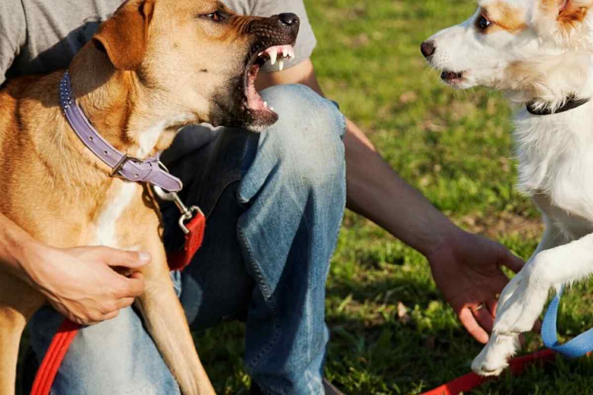 Що робити якщо напав собака: поради кінолога
