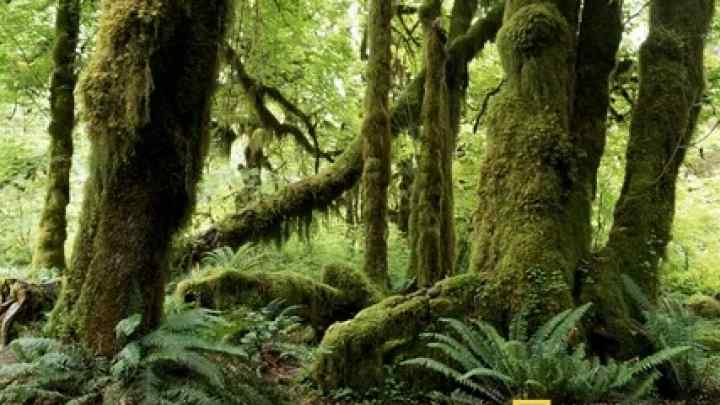 Рослини екваторіальних лісів. Вологі екваторіальні ліси