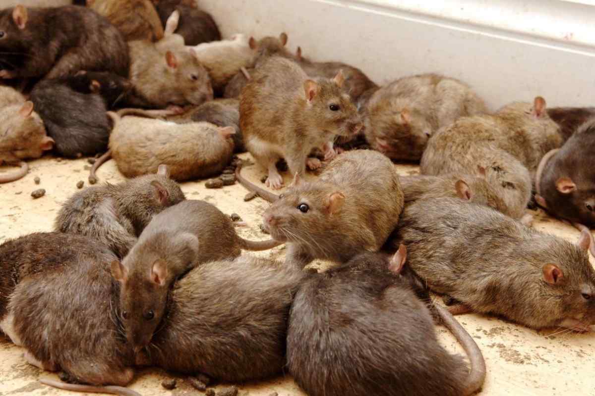 Як позбутися щурів у квартирі