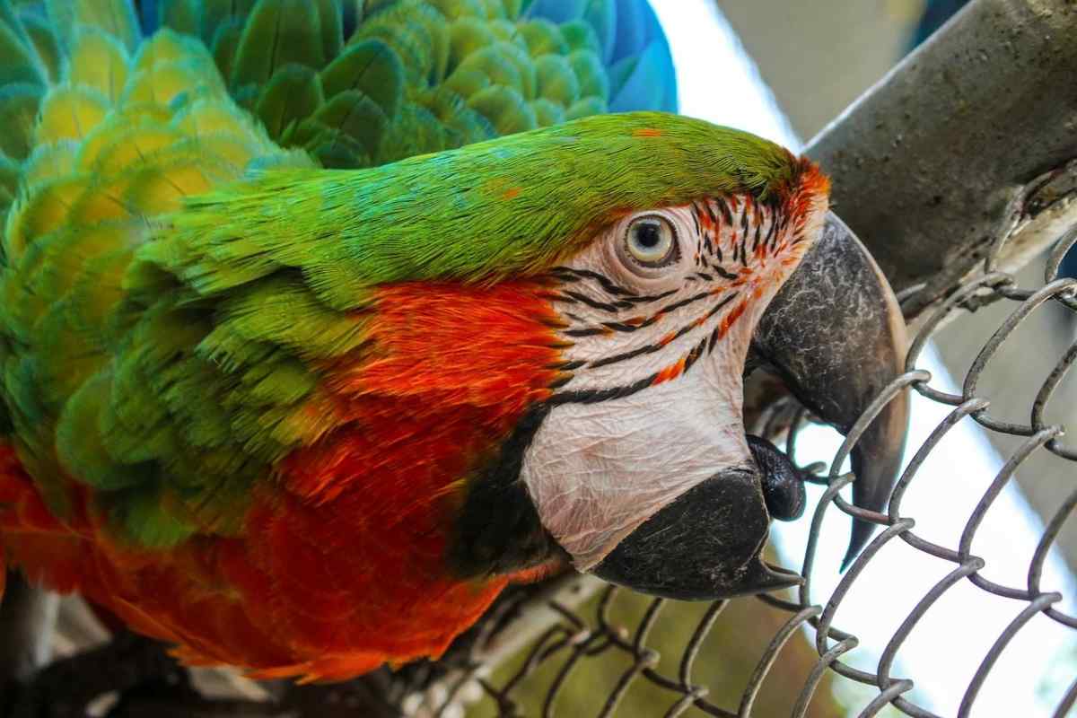 Ара - папуга із зеленими крилами. Види та утримання в домашніх умовах