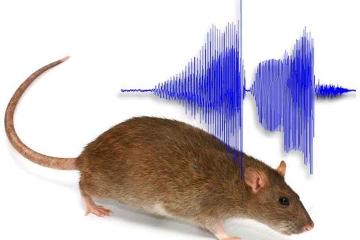 Частота звука мыши. Звук от крыс от мышей. Ультразвук для мышей. Звук пугающий мышей и крыс. Крысиные звуки.