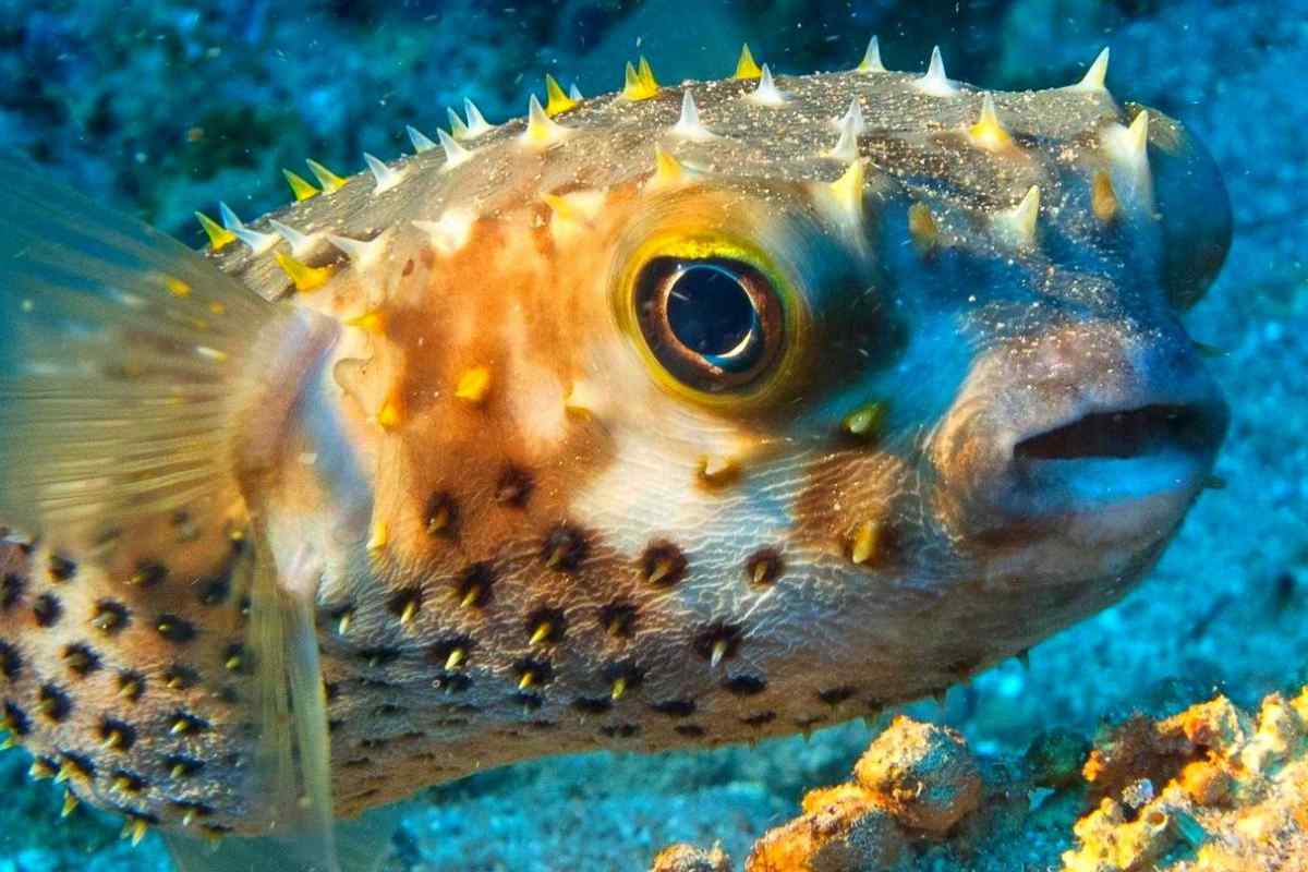 Риба-їжак: небезпечний мешканець підводних глибин