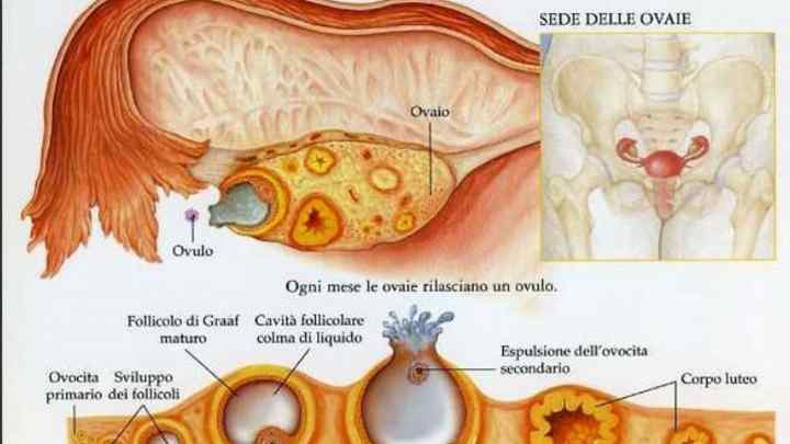Фертильний період у менструальному циклі