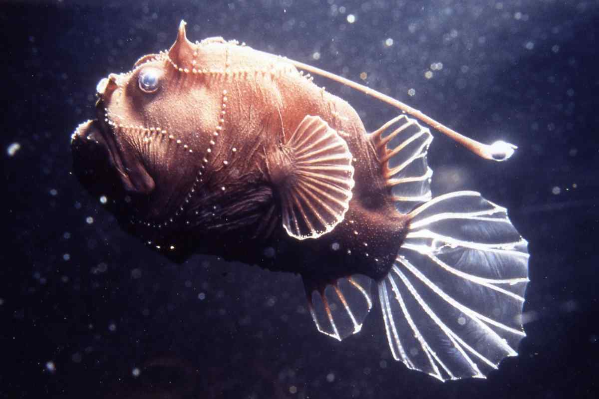 Ці таємничі жителі океанічного дна: глибоководні риби