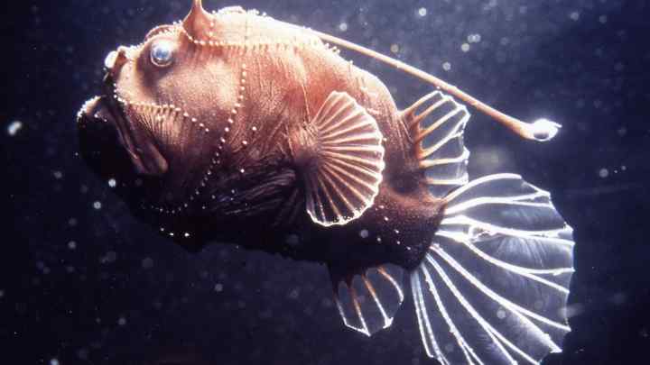 Ці таємничі жителі океанічного дна: глибоководні риби