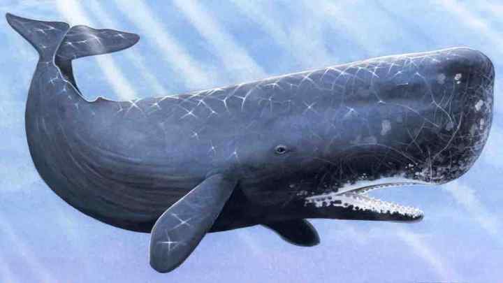 Кит - це риба або ссавець? Види китів. Чим харчуються і як дихають кити?