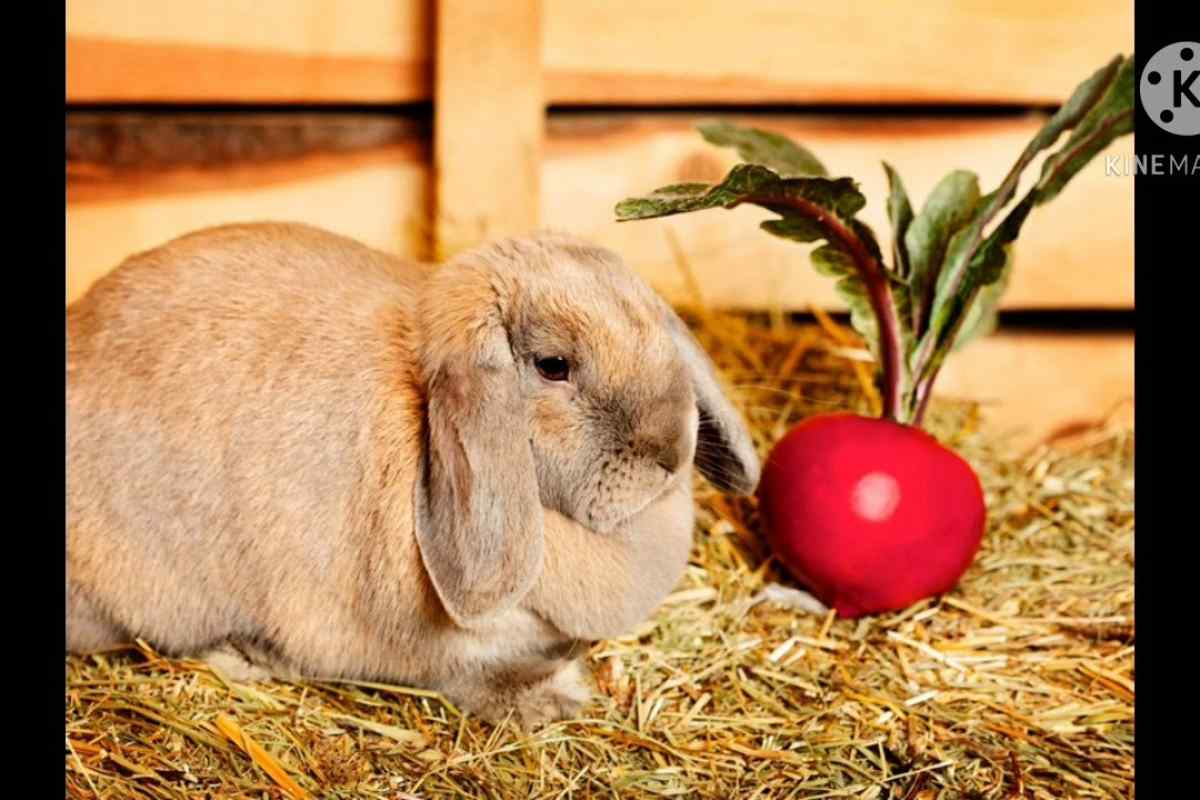 Трава для кроликів: якою можна годувати, а яку давати не можна?