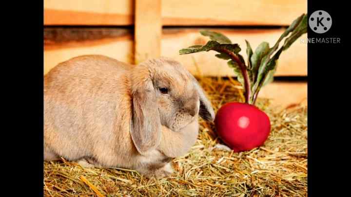 Трава для кроликів: якою можна годувати, а яку давати не можна?