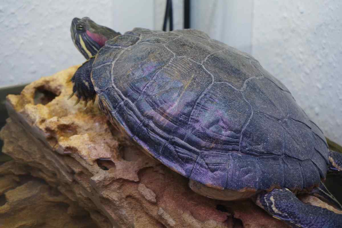 Як визначити вік червоноухої черепахи по будові, розмірам і кількості кілець. Як визначити підлогу черепахи червоноухою