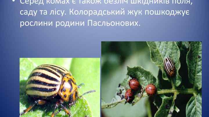 Яка роль у природі у комах?