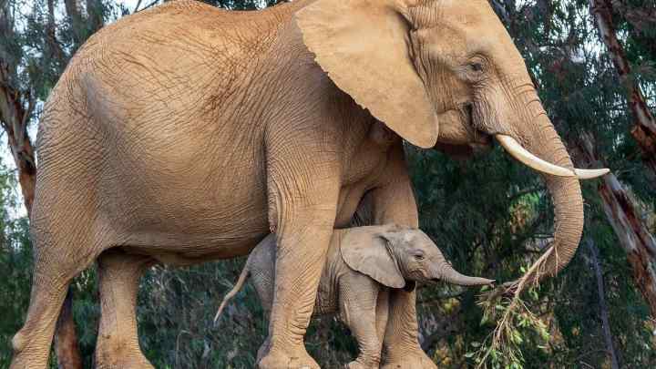 Скільки у слонів триває вагітність і як вони піклуються про потомство