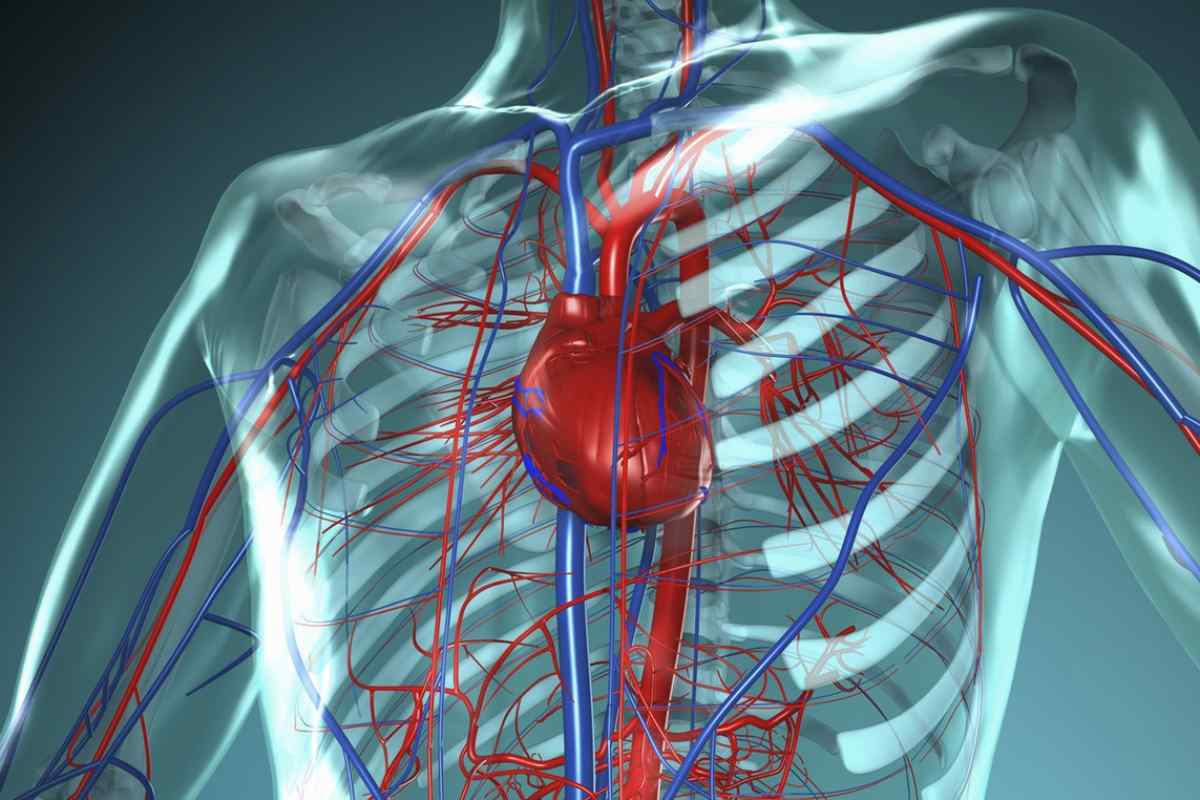 Серцево-судинна система: корисні відомості