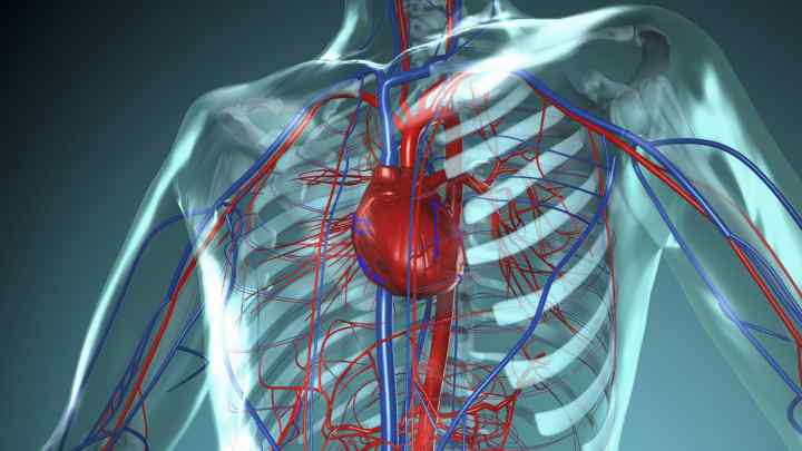 Серцево-судинна система: корисні відомості
